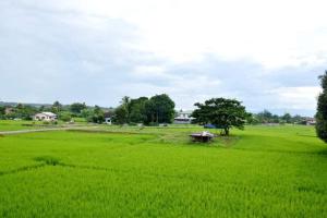 a large green field with a small building in it at Pernjai Homestay บ้านคำข้อน in Ban Lao +3 photos