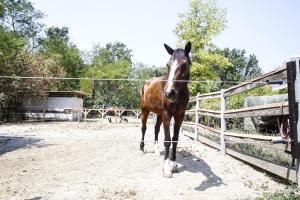 un caballo marrón de pie junto a una valla en Agriturismo Corte Benedetto, en Montecarlo