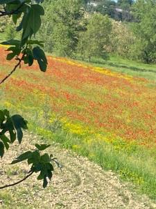 um campo de flores vermelhas e amarelas num campo em Adamasseria Case Vacanza em Collecorvino