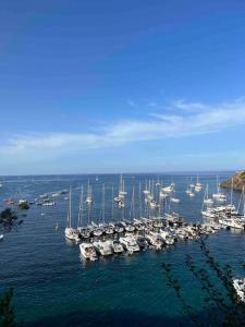 Un montón de barcos están atracados en el agua. en Charming House Isola di Capraia Casa Carlo Alberto en Capraia