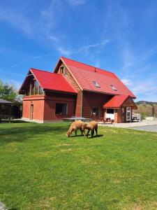 two animals grazing in the grass in front of a house at Gospodarstwo Zacisze in Kowary