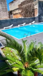 a palm tree in front of a swimming pool at Ambassador Hotel in Foz do Iguaçu