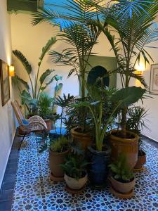 Le Palazzo外面的花园