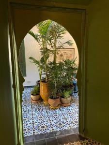 Le Palazzo外面的花园