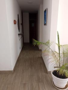 a hallway with a potted plant in a pot at Habitaciones Matrimoniales en Playa Pulpos HOSPEDAJE DELFINES HOUSE in Lurín