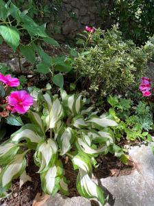 einen Garten mit rosa Blumen und grünen Pflanzen in der Unterkunft Apartment Irena in Jadranovo