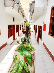 un pasillo de un edificio con plantas en un patio en Tengana Hospedaje y Tours, en Tarapoto