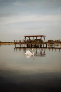 a white bird in the water next to a dock at Odpoczywalnia Pakosław in Pakosław