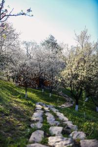 a stone path in a garden with flowering trees at Căsuța din livadă in Măneciu