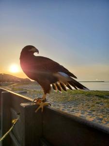 a bird sitting on a fence with the sunset in the background at Kotohi - Vacation STAY 16047 in Kyotango