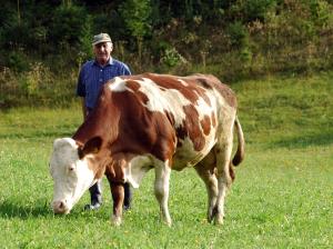 Altri animali domestici presso l'affittacamere o nei dintorni