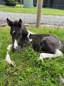 Animal sau animale de companie care stau la Sherwood Ranch Cottages - 405 Woodbank Road