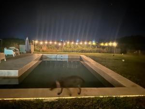 a dog is standing in a swimming pool at night at Casa en Santa Ana Corrientes capital in Corrientes