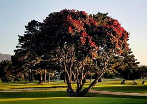 a tree with red leaves in a park at Ava Lodge in Lower Hutt