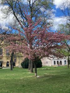 un arbre aux fleurs roses devant un bâtiment dans l'établissement Tavaszpart Vendégház, à Szeged