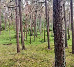 a forest with tall trees and green grass at Holiday House BURSZTYN - Nature, Relax & Terrace by Noclegi Renters in Kołczewo +46 photos