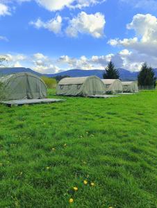 dwa zielone namioty na polu trawy w obiekcie Camp66 w mieście Karpacz