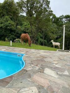 um cavalo a pastar ao lado de uma piscina com ovelhas em Casa de campo em São José dos Pinhais