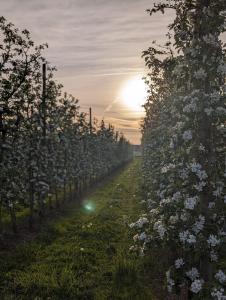 een rij appelbomen met zonsondergang op de achtergrond bij Kinderlachen in Wasserburg