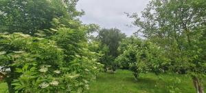 a row of trees with white flowers in a field at Къща за гости Светулките Fireflies Guest House 