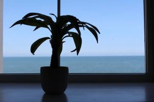 a potted plant sitting in front of a window at Sunrise Cottage in Llanddulas