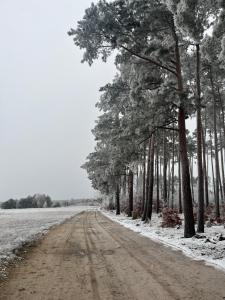a dirt road with trees and snow on it at Ranczo pod lasem in Witnica