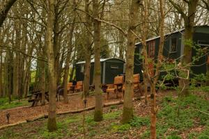 a group of trees with benches in the woods at North Norfolk Glamping in Holt