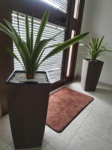 Laino BorgoにあるHotel Edelweissの窓付きの部屋に鉢植えの植物2本