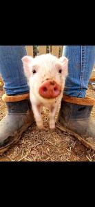 a small white pig standing next to a persons feet at Séjour à la ferme in Jouques
