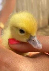 a small yellow duck sitting on a persons hand at Séjour à la ferme in Jouques