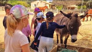 a group of people are looking at a donkey at Séjour à la ferme in Jouques