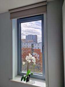 a window with a flower in a vase on a window sill at Vitality Hotels in Birmingham