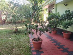 a group of potted trees sitting on a brick walkway at Ashiaana Homestay in Trichūr