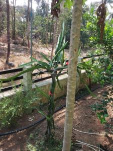 a palm tree growing next to a fence at Ashiaana Homestay in Trichūr +2 photos