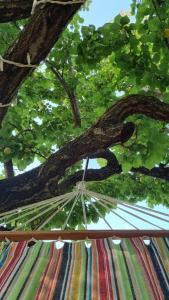 an umbrella with a tree in the background at Habitat Eco Farm in Sorrento +32 photos