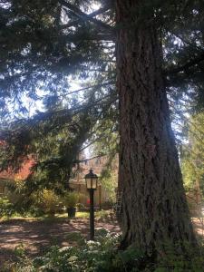 a street light next to a large tree at At Nautica Tigh private keypad entrances in Qualicum Beach