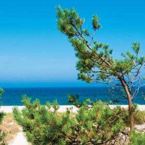 a pine tree on the beach with the ocean in the background at Dom Wypoczynkowy Słoneczna in Ustka