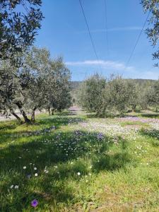 a field of flowers in an apple orchard at La petite suite in Calenzano