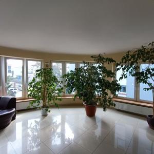 a room with three potted plants and windows at Henrix in Warsaw