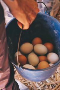 Santa Maria de Guia de Gran Canaria的住宿－Ecofinca Selva Doramas，把蛋放在锅里的人