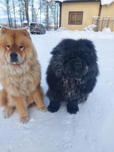 two dogs standing next to each other in the snow at Gustiņi in Baltezers