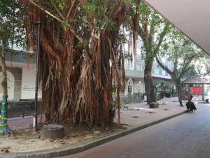 un gran árbol al lado de una calle en Studio 37 Hyde Park Apartments, en Ciudad del Cabo