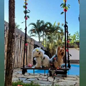 two dogs are sitting on a swing at Pousada Vila do Sonho in Paraty