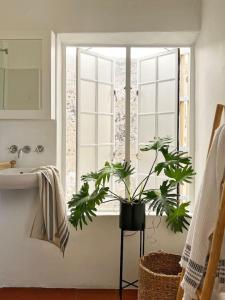 baño con lavabo y ventana con 2 plantas. en Beach House - Number 49, en Ciudad del Cabo
