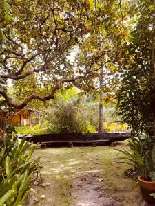a garden with a large tree and some plants at Pousada Terra Caraiva in Caraíva