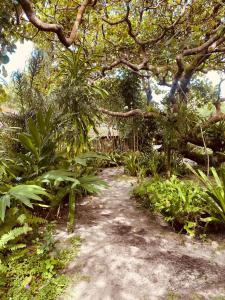 a dirt path in a forest with trees and plants at Pousada Terra Caraiva in Caraíva