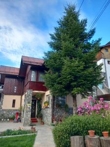 a house with a tree in front of it at Casa Elli in Buşteni