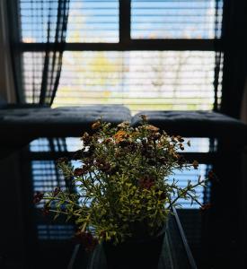 a potted plant sitting on a table in front of a window at Brand New Apartment, Top Location-Near VIC/Danube in Vienna