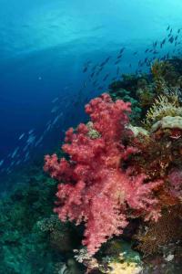 ムンダにあるComfortable bungalow with a beautiful viewの海の魚とサンゴ礁