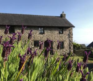 a stone house with purple flowers in front of it at The Old Farmhouse B&B in Dyffryn